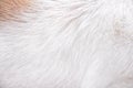 White with brown fur dog texture patterns natural background Royalty Free Stock Photo