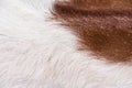 White brown furry soft texture of goat natural background Royalty Free Stock Photo