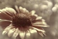 White-brown garden flower on a white-brown blurred background bokeh. Close-up. Floral background. Soft focus.Bbloom in the sun. F Royalty Free Stock Photo