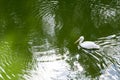 White and brown geese in green