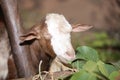 white and brown goat close-up. white and bronw moroccan goats.