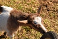 White and brown goat Royalty Free Stock Photo