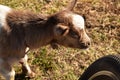 White and brown goat Royalty Free Stock Photo