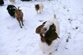 White and brown goat in snowy landscape looking at the camera Royalty Free Stock Photo