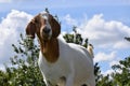 Goat on top of hill statting down.