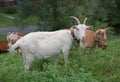 White and brown goats grazing in wild menta shrubs Royalty Free Stock Photo