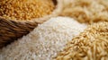 White, Brown, and Golden Rice Grains Royalty Free Stock Photo