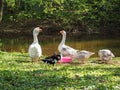 White and brown gooses are eating from bowls on the river bank in the park