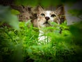 A white, brown and gray color patterned domestic cat is looking up whilst sitting on green grass. Royalty Free Stock Photo