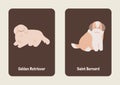 White Brown Gray Cute Illustrated Dog Breed Flashcard - 10