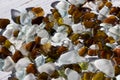 White, brown and green sea glasses, pebbles, background. Royalty Free Stock Photo