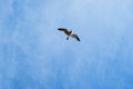 A white-brown gull flies against a blue sky Royalty Free Stock Photo