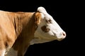 White and Brown Head of Cow Isolated on Black Background Royalty Free Stock Photo