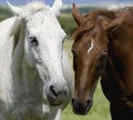 White and brown horse Royalty Free Stock Photo