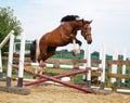 White brown horse Royalty Free Stock Photo