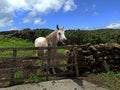 White and brown horse behind a fence Royalty Free Stock Photo