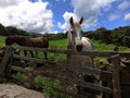 White and brown horse behind a fence Royalty Free Stock Photo