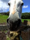 White and brown horse behind a fence Royalty Free Stock Photo