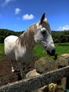 White and brown horse behind a fence Royalty Free Stock Photo