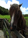 White and brown horse behind a fence Royalty Free Stock Photo