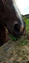 White and brown horse behind a fence Royalty Free Stock Photo