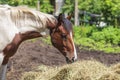 A white-brown horse eats dry hay in a corral Royalty Free Stock Photo