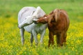 White and brown horse on field of yellow flowers Royalty Free Stock Photo