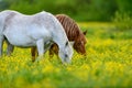 White and brown horse on field of yellow flowers Royalty Free Stock Photo