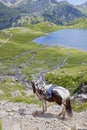 White and brown horse going down of the mountain Royalty Free Stock Photo