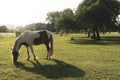 White and brown horse grazing on pasture in sunlight. Horse ranch Royalty Free Stock Photo