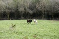 White and brown horse on a horse paddock. Royalty Free Stock Photo