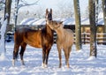 White and brown horse playing