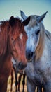 White and brown horses Royalty Free Stock Photo