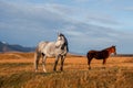 White and brown horses on the background of a mountain peak.  Beautiful horses in an autumn meadow poses against the background of Royalty Free Stock Photo