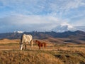 White and brown horses on the background of a mountain peak. Beautiful horses in an autumn meadow poses against the background of Royalty Free Stock Photo