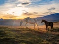 White and brown horses on the background of a mountain peak.  Beautiful horses in an autumn meadow poses against the background of Royalty Free Stock Photo