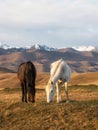 White and brown horses on the background of a mountain peak.  Beautiful horses in an autumn meadow poses against the background of Royalty Free Stock Photo
