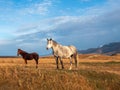 White and brown horses on the background of a mountain peak. Beautiful horses in an autumn meadow poses against the background of Royalty Free Stock Photo