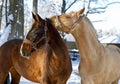 White and brown horses Royalty Free Stock Photo