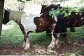 White brown horses on pasture Royalty Free Stock Photo