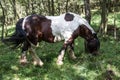 White brown horses on pasture Royalty Free Stock Photo