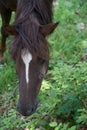 White brown horses on pasture Royalty Free Stock Photo