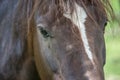 White brown horses on pasture Royalty Free Stock Photo