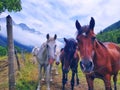 White and brown horses on the pasture Royalty Free Stock Photo