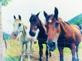 White and brown horses on the pasture Royalty Free Stock Photo