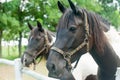 White brown horses Royalty Free Stock Photo