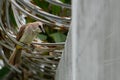 A white brown house sparrow with black eyes perched on barbed and rusty iron wire Royalty Free Stock Photo