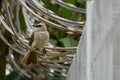 A white brown house sparrow with black eyes perched on barbed and rusty iron wire Royalty Free Stock Photo