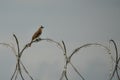 a white brown house sparrow with black eyes perched on barbed and rusty iron wire Royalty Free Stock Photo