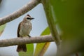 A white brown house sparrow with black eyes perched on barbed and rusty iron wire Royalty Free Stock Photo